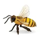 Safari Medonosna čebela