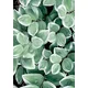 shumee Ob_L_177 Diamantna slika 30x40 - Narava, Listi