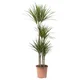 DRACAENA MARGINATA Lončnica, obrobljeni zmajevec/4 stebla, 27 cm