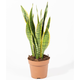 Sansevieria Black Coral