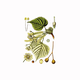 Lipa (Tilia platyphyllos), 100g