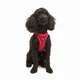 Paws & Whiskers Am za pse Air-Mesh, Crveni
