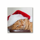 tulup.si Slika na platnu Cat Cap Santa Claus 40x40 cm