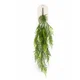 Asparagus plezalka 95 cm - 76 do 100 cm