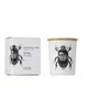 shumee Scarabeus Sacer - Vila Hermanos - dišeča sveča 75 g - serija Insect Collection