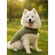 Sinsay - PETS` COSTUME - khaki