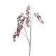 Lepidium veja burgundy 110cm - vijolična - 101 do 150 cm