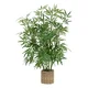 Uksrasna Biljka Bamboo