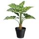 Modern Living Umetna Rastlina Syngonium Ii Zelena Barva