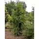 TAXODIUM DISTICH. PENDENS V LONCU 240lit