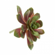 Echeveria pulvinata 13cm zelena/bordo rdeča