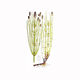 Rastavić (Equisetum arvense), 100g