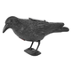 Bird ranger črni krokar, sončno, zvok