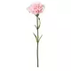 SMYCKA Veštački cvet, karanfil/roze, 30 cm