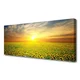 tulup.si Slika na platnu Sun meadow sončnice 120x60 cm