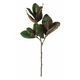 Shishi Listi magnolije 80 cm