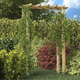 VIDAXL impregnirana lesena pergola/obok za vrtnice (150x50x200cm)