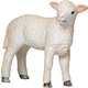 Moj Lamb romney stoji