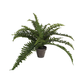 BOSTON PRAPROT ZELENA V SIVEM STAN LONCU D11,5CM - H35XD45CM