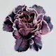 Slow Show - Still Life (White Coloured) (LP)