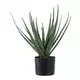 Umetna rastlina v loncu House Nordic Aloe Vera zelena barva
