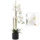 CHOMIK UMETNA ROŽA - BELE ORHIDEJE 77 CM