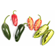 Jalapeno – Sjemenke chili papričica
