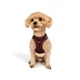 Paws & Whiskers Am za pse Air-Mesh, Bordo