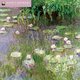 Monets Waterlilies Wall Calendar 2022 (Art Calendar)