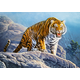 Castorland - Puzzle Tiger on the Rocks - 500 dijelova