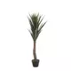YUCCA UV ODPORNA V.:120cm