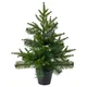 VINTERFINT Umetna lončnica, notranji/zunanji/božično drevo zelena, 12 cm