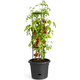 Posuda Elho Basics Tomato Crna (O 33 cm)