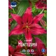 Čebulice lilija Montezuma, 3 kosi