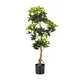 MID.YOU Umetna Rastlina Schefflera