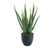 Dekordom Cvet u saksiji - aloe vera - n60 ( 025149 )