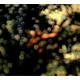 Pink Floyd - Obscured By Clouds (CD)