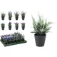 Ukrasna Biljka Lavender