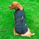 DogJacket, odseven in vodoodporen zimski plašč za psa - L/XL