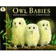 Owl Babies