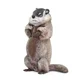 Safari Svišč marmota