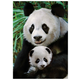 Dino Puzzle PANDA FAMILY 1000