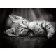 CLEMENTONI Puzzle 1000 delova Kitty