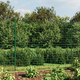 vidaXL Ograda od žičane mreže sa šiljastim držačima zelena 2,2 x 25 m