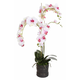 Shishi Vijolično bela orhideja s cvetličnim lončkom 90x40 cm