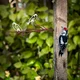 Aberto Design Dekorativna figura Bird on the branch 28, 20x45 cm, 1.5 mm, Bela