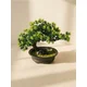Sinsay - Dekorativna bonsai biljka u saksiji - zeleno