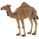 Moja enogrba kamela