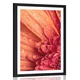 Plakat s paspartujem oranžna gerbera s kapljicami vode - 40x60 white