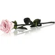 RoseAmor Pink stabilizirana vrtnica na steblu 30 cm 1 kos